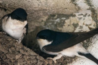 Swallow_2680w.jpg