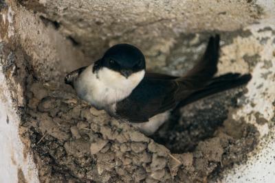 Swallow_2675w.jpg