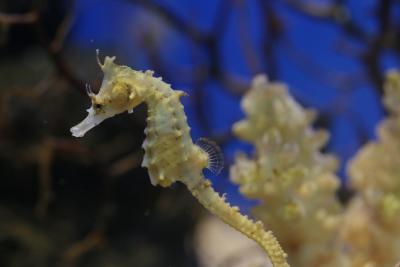 Hippocampus_haema.jpg