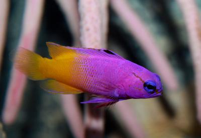1200px-Gramma_loreto,_Fairy_Basslet.jpg