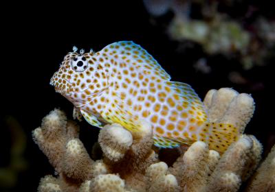 Leopard-Blenny-Exallias-brevis-photo-by-Wayne-and-Pam-Osborn-Source-iNaturalist.jpeg