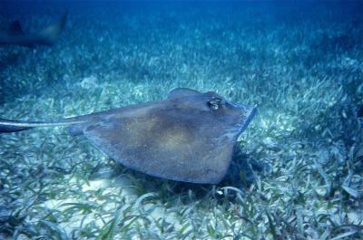 Southern_Stingray_(Dasyatis_americana)_(36644323776).jpg