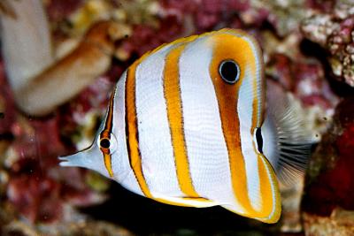 1200px-Chelmon_rostratus_Kupferstreifen-Pinzettfisch (2).jpg
