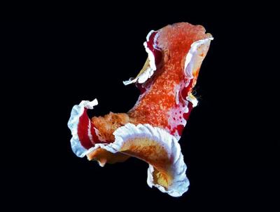 S600xU_2x.jpeg