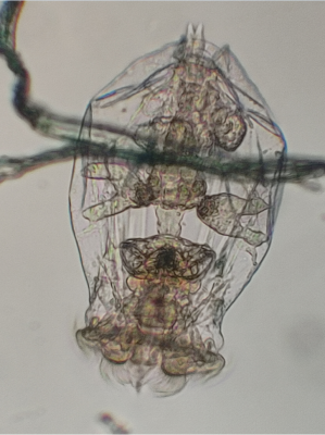 2026-05-10_10h48_03.png