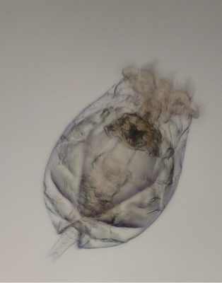 2026-05-10_10h48_29.png
