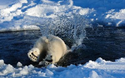polar-bear-diving_2158400k.jpg