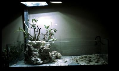 Mangrove 1.jpg