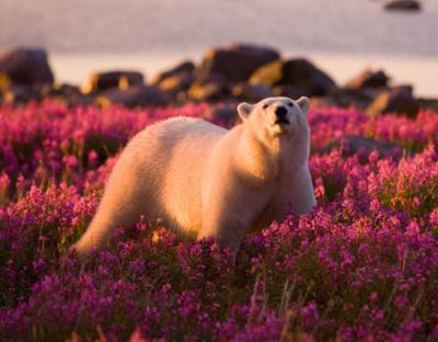 polar-bear-in-fields-of-purple-flowers-thumb.jpg