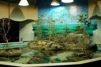 800px-Mangrove_environment_at_the_Touch_Tank_display_of_the_Oklahoma_Aquarium.jpg