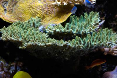 Acropora-millepora 3.jpg