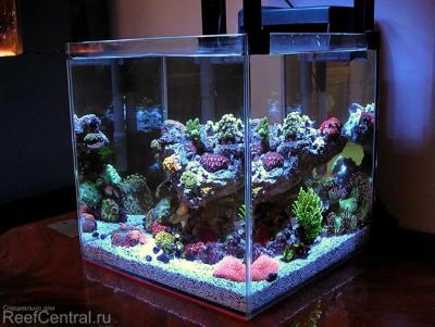 Reef_aquarium_11.jpg