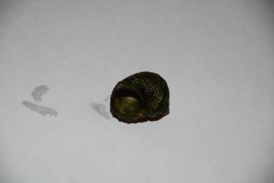 DSC_0138.JPG