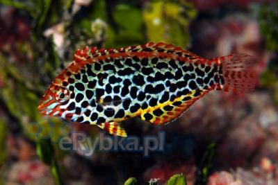 pol_pl_Macropharyngodon-meleagris-2920_1.jpg