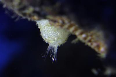 Sycon Sponge_мини.jpg