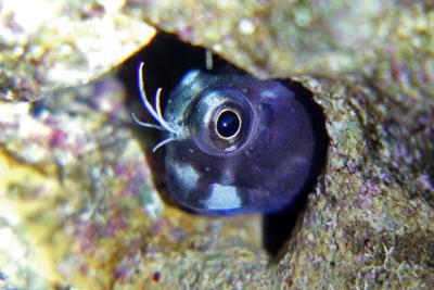 Blenny_1_мини.jpg