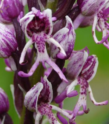 Orchis-simia_1.jpg