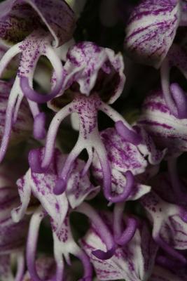 Orchis-simia_4.jpg