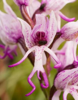 Orchis-simia_2.jpg