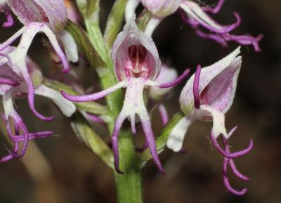 Orchis-simia_9.jpg