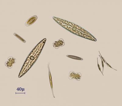 diatoms.jpg