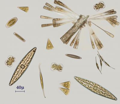 diatoms.jpg