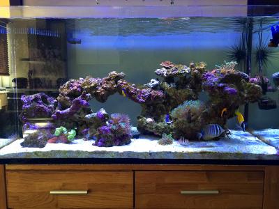 MyReef31june16.jpg
