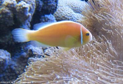 Amphiprion perideraion.jpg