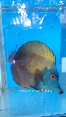 Hybrid Z.scopas x Blue tang.jpg