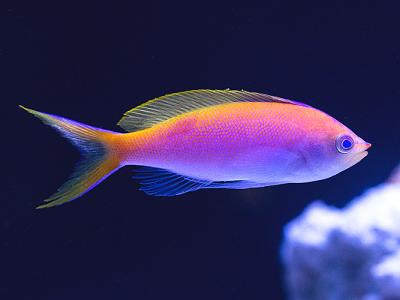 Fish_02.jpg