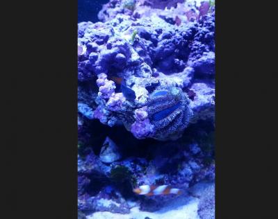 20 июня 2017 собачка.jpg