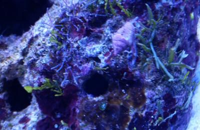 Живность прет.jpg