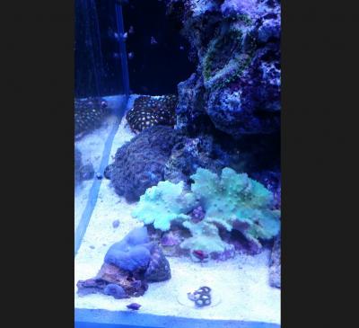 20 июня 2017 синулярия.jpg