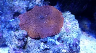 Месяц с момента запуска гриб.jpg