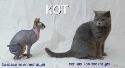 kot_bazovaya_komplektatsiya_i_polnaya_1024.jpg