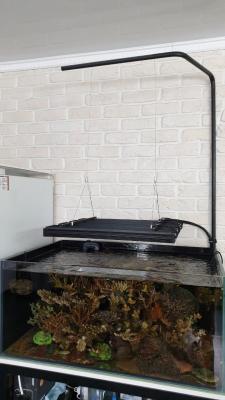 Фейст июнь 2019.jpg