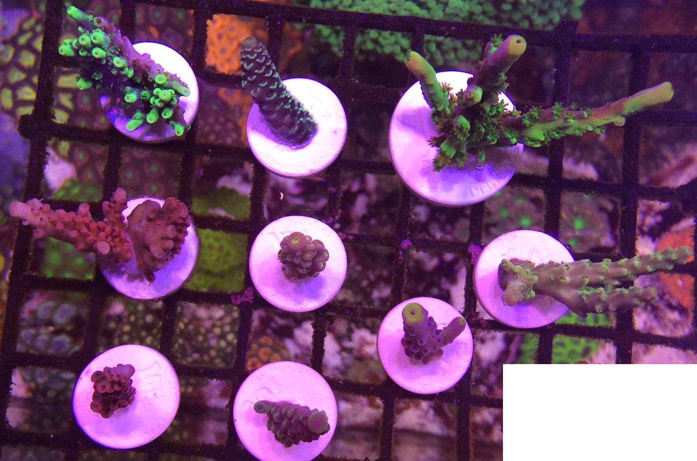 Acro set - БАРАХОЛКА - Морской аквариум. Форумы ReefCentral.ru