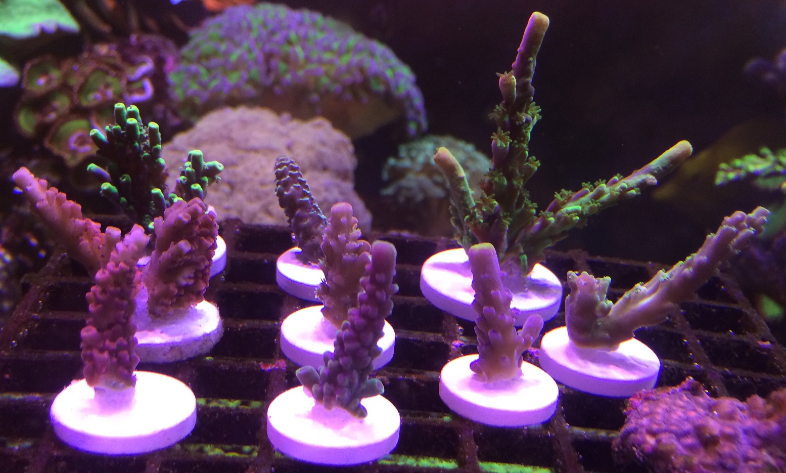 Acro set - БАРАХОЛКА - Морской аквариум. Форумы ReefCentral.ru