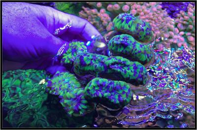 Эуфилия вид сверху..jpg