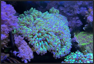 Эуфилия двенадцать голов..jpg