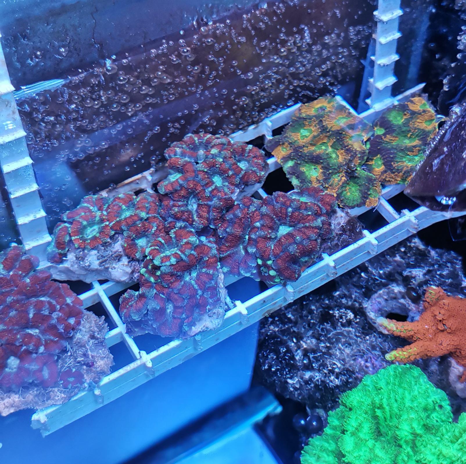 Аканы - БАРАХОЛКА - Морской аквариум. Форумы ReefCentral.ru