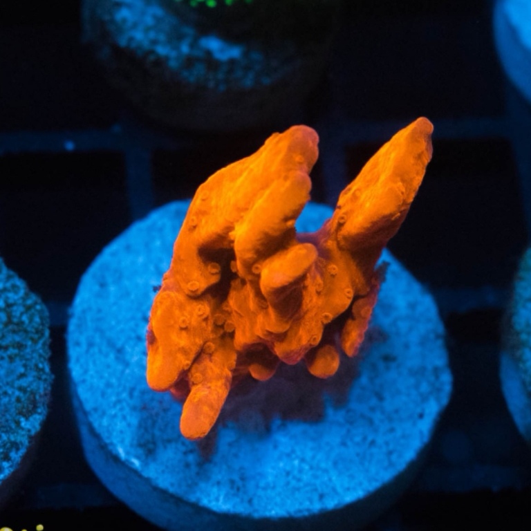 Монтипоры - БАРАХОЛКА - Морской аквариум. Форумы ReefCentral.ru