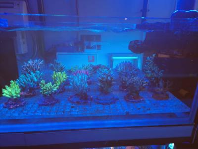 Акропоры Волжская.jpeg