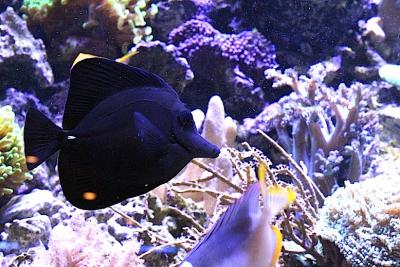 Black-Tang-Zebrasoma-rostratum.jpg