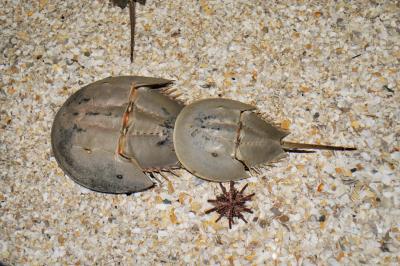 beach-sea-sand-ocean-animal-wild-crab-shell-invertebrate-aquarium-horseshoe-crab-tampa-aquarium-the-moluccas-crab-marine-arthropods-limulidae-horseshoe-crab-sea-the-blue-blood-crab-chelicerate-limulus-polyphemus-an.jpg