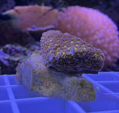 burning leptastrea.jpg