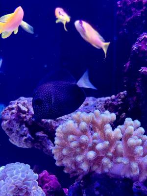 IMG_2942.jpeg