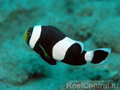 Clownfish-Saddleback-03.jpg