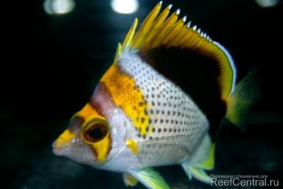 flavocoronatus-butterflyfish-620x413.jpg