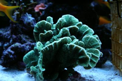 acropora6_zpse5c3ace0.jpg